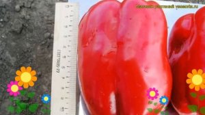 Перец сладкий Геракл. Краткий обзор, описание характеристик, где купить саженцы Geracl