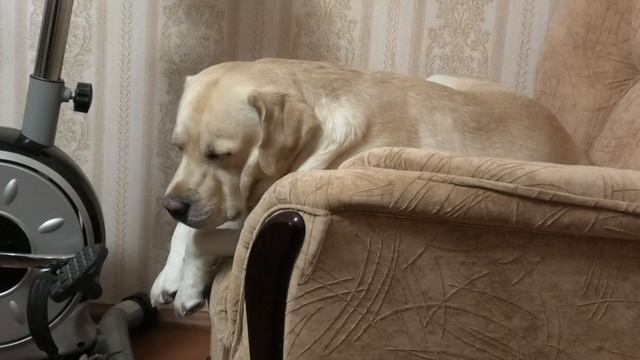 Как засыпают лабрадоры)Лучшие позы для сна 2 смотреть онлайн