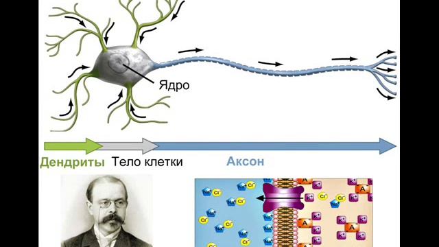 Тайны мозга смотреть онлайн