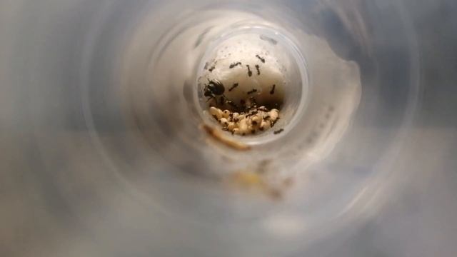 Обзор муравьёв Lasius Niger. #МуравьиЯрославль