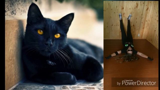 Чёрный кошки , Ночь, Звёзды и я. смотреть онлайн