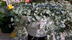 ГЕЛИХРИЗУМ и ДИХОНДРА 2020. Выращивание, уход, размножение, зимовка...