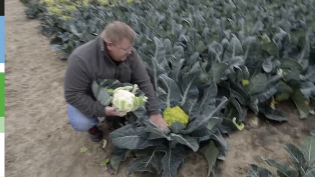 Новинки ассортимента Цветной Капусты. Алькала F1 и Сюзанна F1 смотреть онлайн