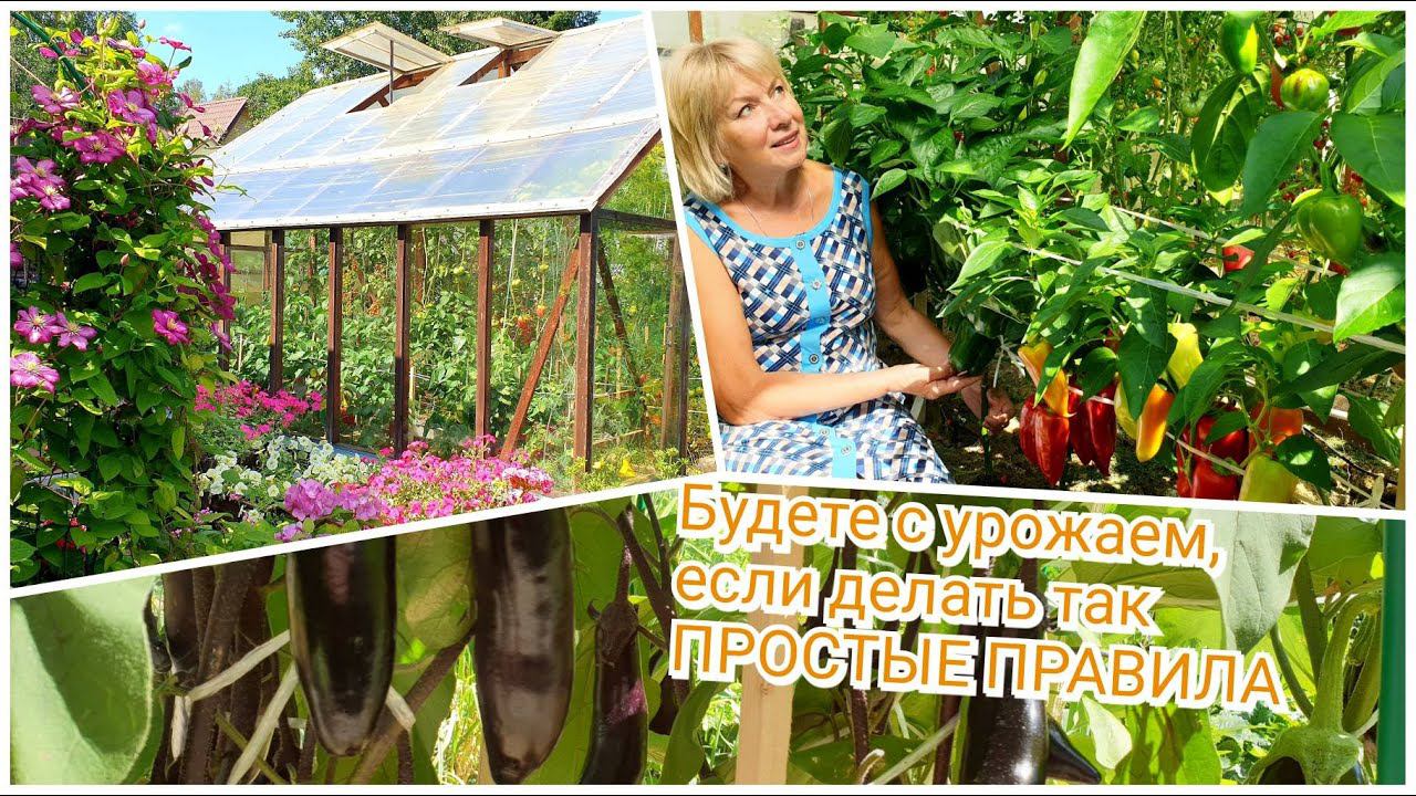 СЕКРЕТЫ БОГАТОГО УРОЖАЯ. Удобрение от вершинной гнили ПЕРЦА и ТОМАТОВ.Обработки от вредителей смотреть онлайн