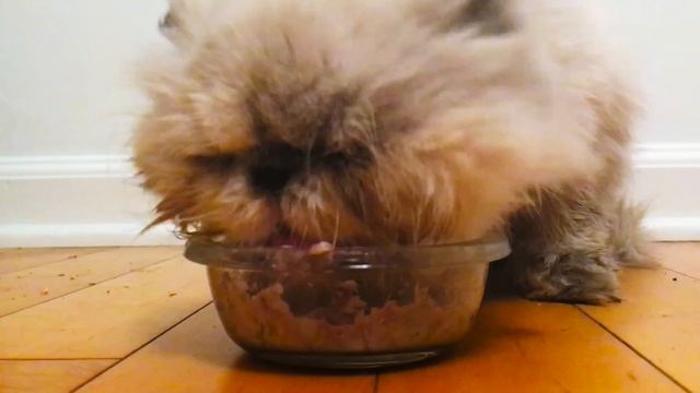 People Who Hate Cats Live With Cats For A Week // Presented By BuzzFeed & Rachael Ray Nutrish смотреть онлайн