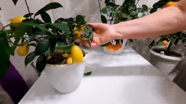 Цитрусы на балконе в Омске