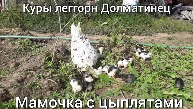 Куры Легорнн Долматинец.Мамаша с цыплятами. смотреть онлайн