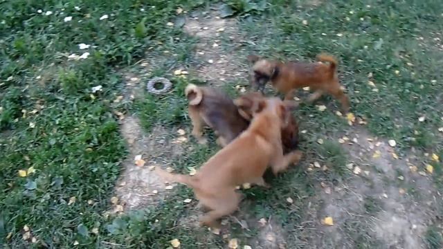 брюссельский гриффон щенки смотреть онлайн