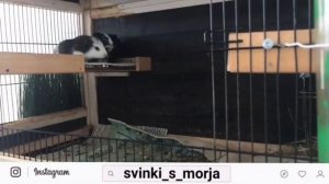 Ежедневная уборка в клетке у морских свинок|СВИНКИ С МОРЯ