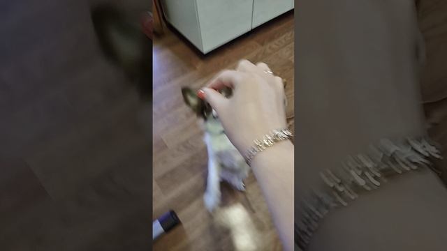 Дрессировка собак #чихуахуа Самые умные, с большим сердцем и огромной любовью, к человеку. смотреть онлайн