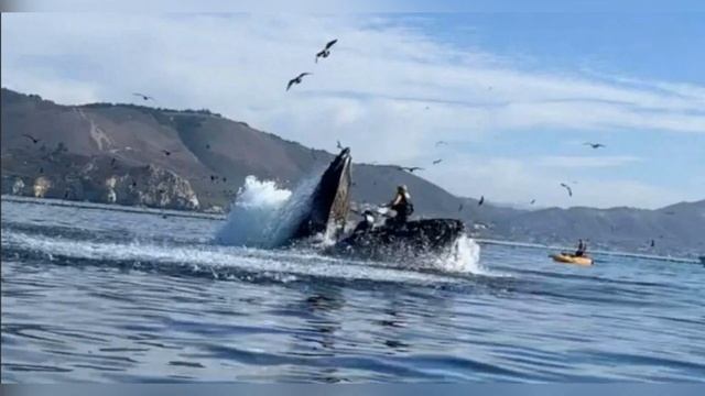 Горбатый кит чуть не проглотил двух женщин на каяке и попал на видео
