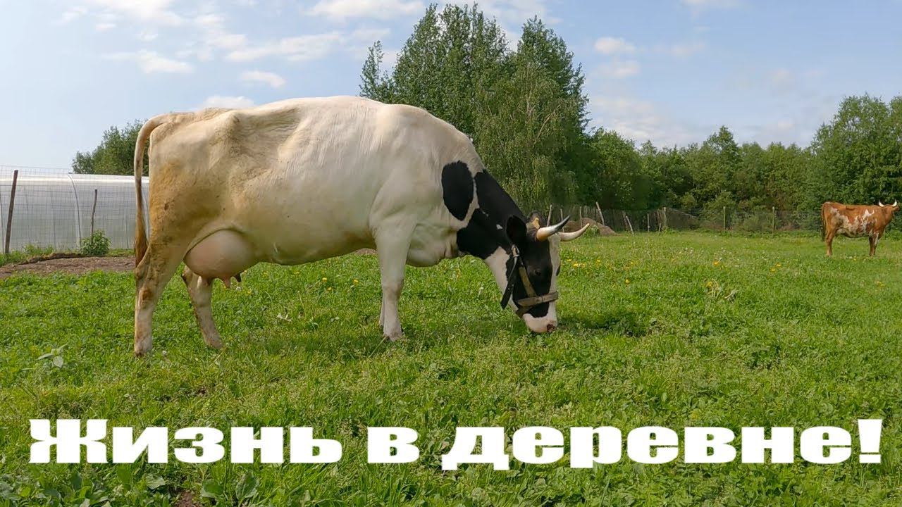 Бетономешалка "Вихрь", птичий грипп наступает, воспитываем коров, деревенские будни! смотреть онлайн