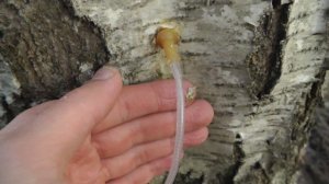 Сбор березового сока с использованием шнура от капельницы