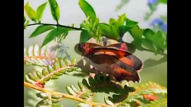 Урок Бабочки смотреть онлайн