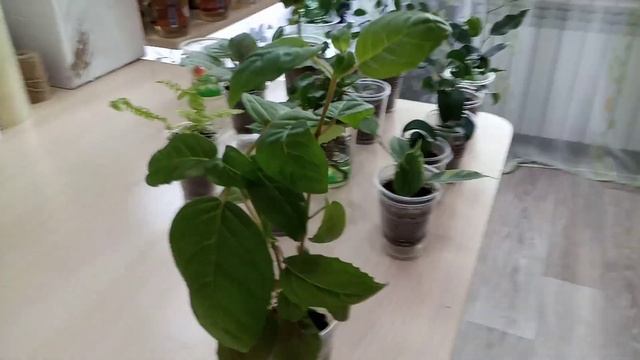 Комнатные Растения. Излишки. 18 Августа смотреть онлайн