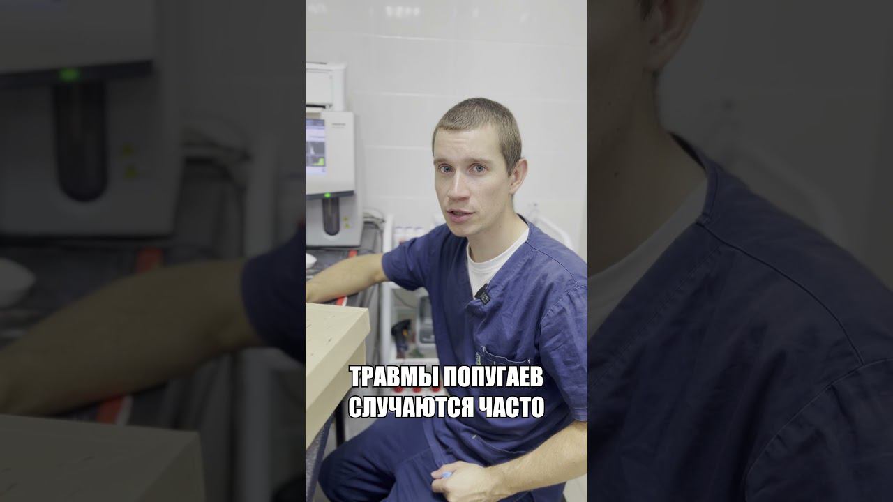 Попугай корелла сломал крыло #shorts #попугай #ветеринария #животные #помощь #топ смотреть онлайн