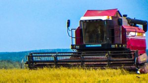 Уборочная второй день. Енисей под вечер сломался, думаем что на долго. Палессе продолжает молотить.