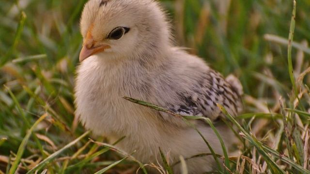 Как правильно кормить цыплят в первые дни жизни смотреть онлайн