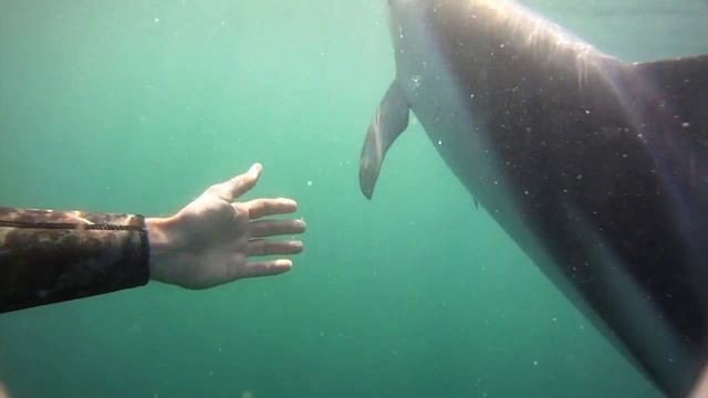 Playful dolphin bites my fins! смотреть онлайн