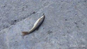 Рыбалка на горной реке Псезуапсе. Гольян. В поисках форели. Лазаревское. Сочи. Псезаупсе. Ловим рыб