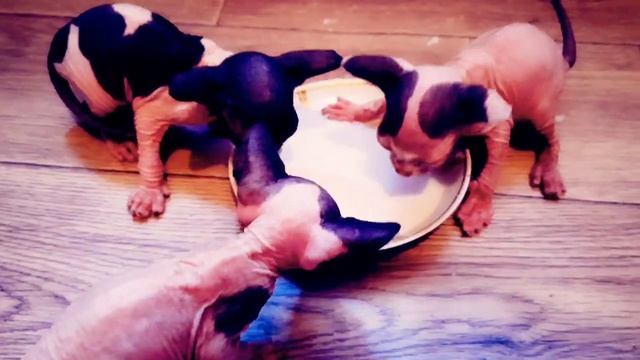 Мукбанг лысых котят/Приучаем нашим сфинксиков кушать самостоятельно/Аппетит хороший/Канадский сфинк смотреть онлайн