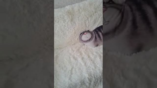 Плед мех длинный ворс смотреть онлайн