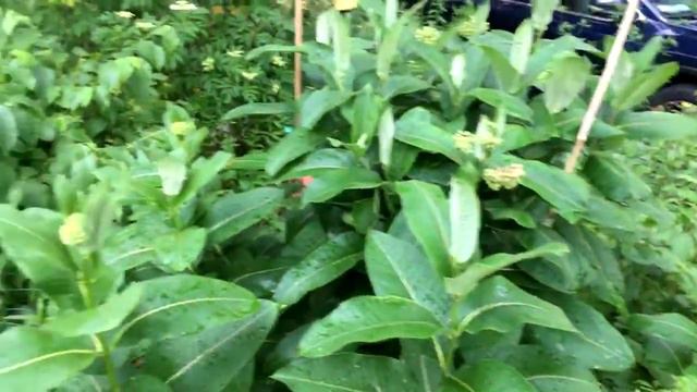 Live from Keeler Gardens: Relieving Stress and What's in Bloom (June 22, 2020) смотреть онлайн