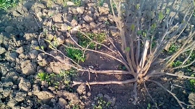 формирование инжира. готовимся к сезону и сразу к укрытию на зиму