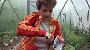 Подготовка почвы в теплице. Как применять Фитоспорин. Сайт «Садовый мир»