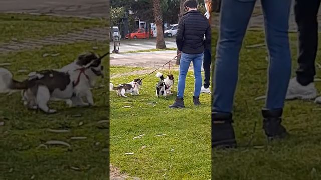 Смешные маленькие собачки ?? смотреть онлайн