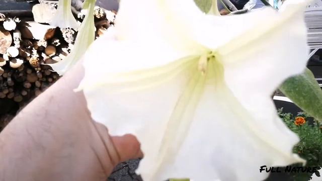 MAJESTUEUSE TROMPETTE DES ANGES смотреть онлайн