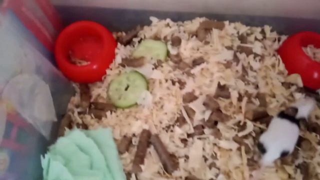 Содержание японских мышей смотреть онлайн