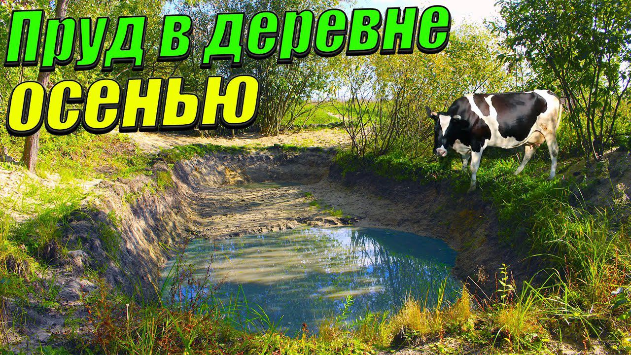 Вот кто мутит воду в пруду! Мой пруд в деревне осенью! смотреть онлайн