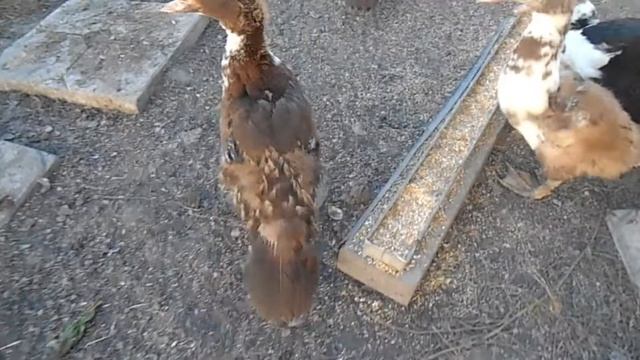 индоутки, каннибализм и дёготь смотреть онлайн