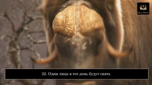 Успокаивающее чтение Корана | Шейх Мансур Ас-Салими | Сура 75. Аль-Кийама (Воскресение) #дослез