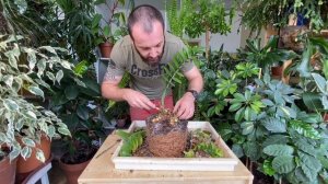 Как пересадить "убитый" замиокулькас