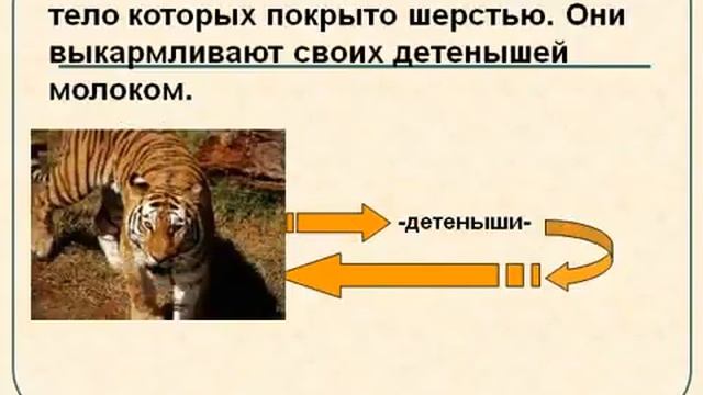 Многообразие животных и их значание. Взаимоотношения между животными.AVI смотреть онлайн