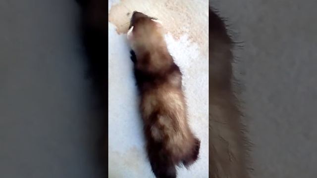 Рубрика смешные хорьки#2 учу лазить по горке. смотреть онлайн