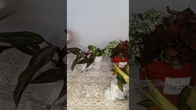 Посылка совместные закупки из Голландии смотреть онлайн