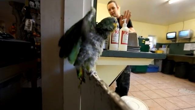 parrot.avi смотреть онлайн