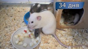 Декоративные крысы 29-35 дней. Как определить пол крысы?