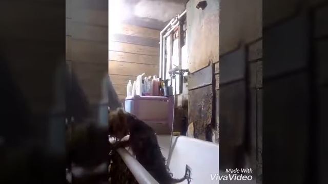 Как мыть собаку смотреть онлайн