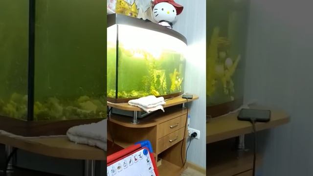 Кормим аквариумных сомиков. смотреть онлайн