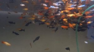 Содержание гуппи. Размножение живородящих рыбок