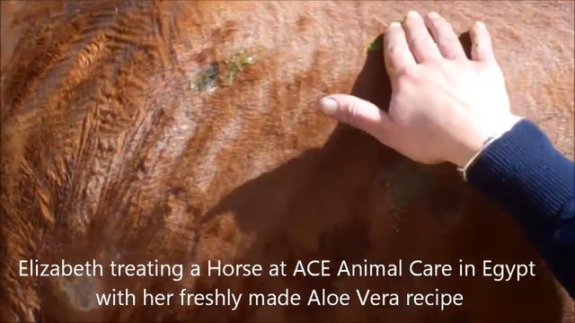 The beneficial uses of Aloe Vera for skin conditions in animals смотреть онлайн