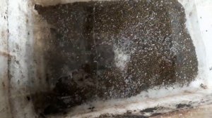 Кувшинка(водяная лилия) из семян. Nymphaea(water lilie) from seeds.