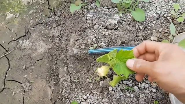 Какой будет урожай ОГУРЦА с куста. Мои наблюдения. ПО МАКУШКЕ И ЛИСТУ. смотреть онлайн
