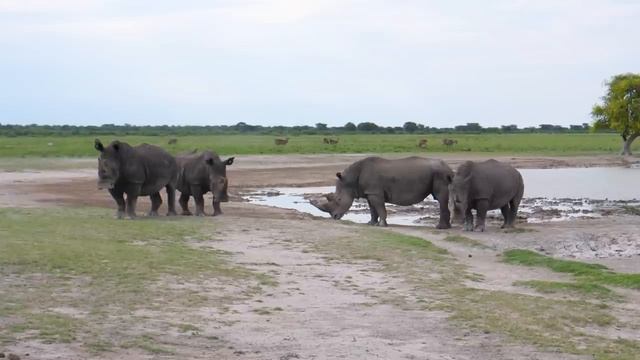 4K African Animal - Tsavo West National Park - Scenic Wildlife Film With Calming Music смотреть онлайн