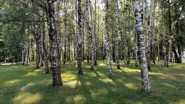 Белые березы смотреть онлайн