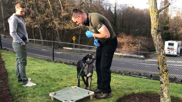 Teach the place command and assign value/Best Dog Training Seattle/Tacoma смотреть онлайн